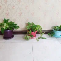 پتوس ابلق،پتوس برفی