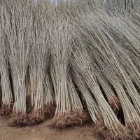 توزیع نهال صنوبر مقاوم به کم آبی