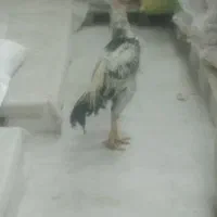 خروس لاری تاج مهری
