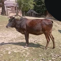 گاو حامله