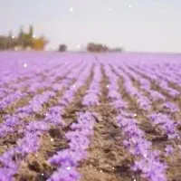 اجاره-زمین-کشاورزی