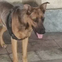 قبول واگذاری سگ ژرمن یا دوبرمن ماده