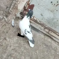 افغونی سیاه