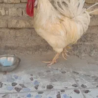 خروس محلی