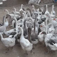 فروش 50عدد غاز