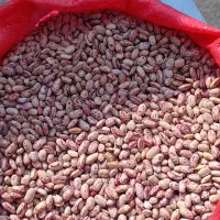 لوبیا چیتی محلی سنندج(نقدی)