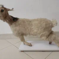 بره|مجسمه، تندیس، ماکت|هشتگرد, شهرک ولیعصر (مصلی)|دیوار