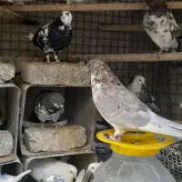 فروش کبوتر|پرنده|هشتگرد, هشتگرد قدیم|دیوار