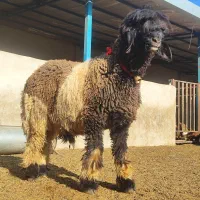 بره تخمی قوچی نرمیش بز