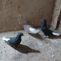 کبوترپرشی|پرنده|شیروان (خراسان), |دیوار