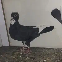 ماده پلنگ کلایی خوشگل|پرنده|رفسنجان, |دیوار