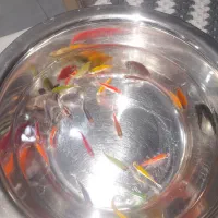 آکواریوم به همراه ماهی و تصفیه و سنگ هوا