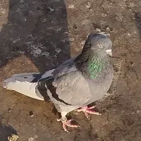 1عددماده|پرنده|پاکدشت, خاتون آباد|دیوار