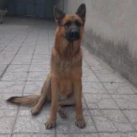 واگذاری ی قلاده ژرمن|سگ|شاهرود, |دیوار