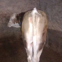 گوساله سیمنتال درج یک  قرمز عالی