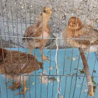 شهرک مرعی|حیوانات مزرعه|سوسنگرد, |دیوار