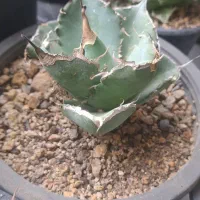 ۴ تا اگاو میکس