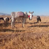 الاغ|حیوانات مزرعه|شاهین‌شهر, گزبرخوار|دیوار