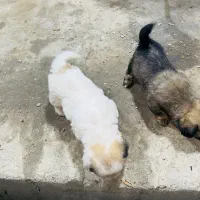 سگ پاکوتاه|سگ|لوندویل, |دیوار