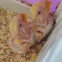 ۲ عدد جوجه طوطی برزیلی سرلاکی رنگ زرد ۲۰ روزه