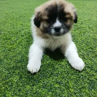 واگزاری زمبه