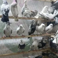 کفتر|پرنده|زرندیه, |دیوار