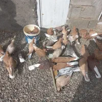 دم سفید|پرنده|تربتحیدریه, فردوسی جنوبی|دیوار