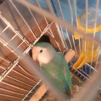 جفت مولد طوطی برزیلی با چهار تخم|پرنده|قرچک, زیبا شهر|دیوار