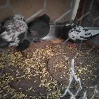 کبوتر|پرنده|اصفهان, باغ زیار|دیوار