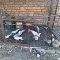 کبوتر|پرنده|فلاورجان, |دیوار