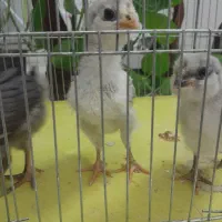 جوجه مرغ گلین اصل