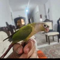 فروش گرینچیک یا گیرینچیک|پرنده|هشتگرد, شهرک بعثت|دیوار