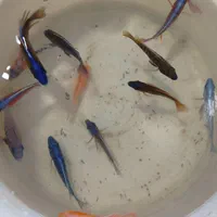 باسمنج خیابان ولیعصر جنب مسجد ولیعصر|ماهی|تبریز, |دیوار