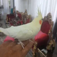 عروس هنلدی دستی است نر