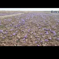 چیدن وپاک کردن زعفران|خدمات باغبانی و درختکاری|خرم‌آباد, |دیوار