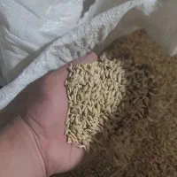 جو بذری شهبد