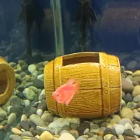 ماهی و ملزومات دکور اکواریوم|ماهی|کرج, آق تپه|دیوار