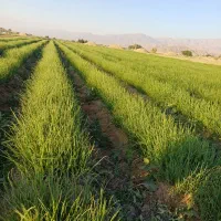 دوکیلونهال