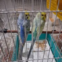 مرغ عشق رینبو