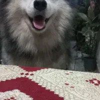 سگ مالاموت اصیل سورتمه معاوضه هم می شه