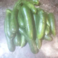 خیارشوری