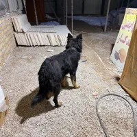 معاوضه و واگذاری سگ ژرمن