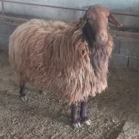 افشار و هموزیگوت