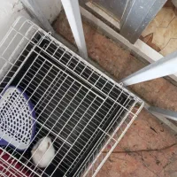 بچه خرگوش با قفس و جای دست شویی