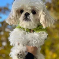 سگ شیتزو عروسکی|سگ|فیروزآباد (فارس), |دیوار