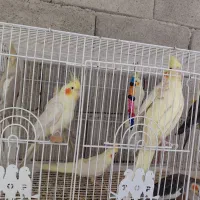 معاوضه با قناری