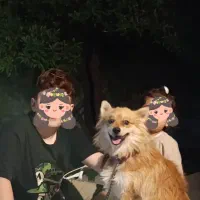 سگ، گمشده، دزدیده، پاکوتاه