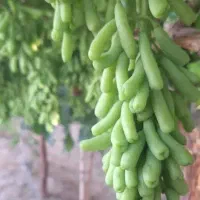 فروش نهال انگور موندراپ درسبزوار