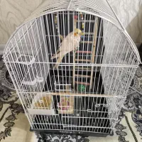 یک جوجه عروس هلندی با قفس و وسایل بازی|پرنده|اهواز, کمپلو شمالی|دیوار