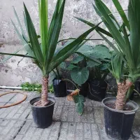 یوکا و بابا آدم قلبی|گل و گیاه طبیعی|آمل, |دیوار